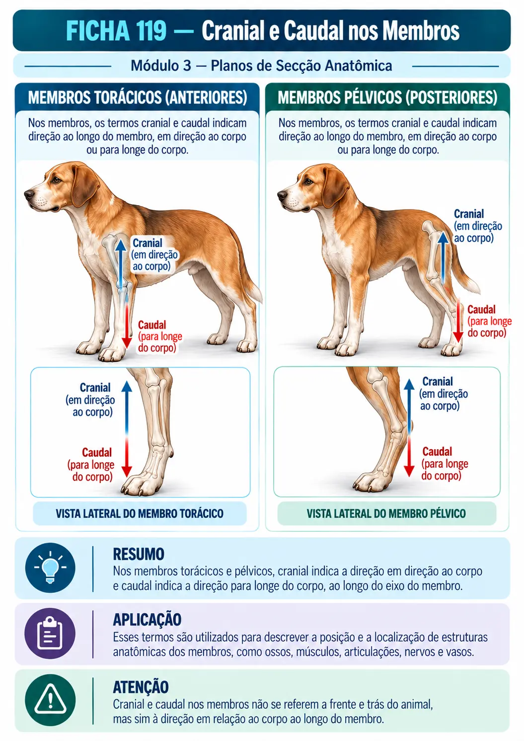 Exemplo de ficha visual de anatomia veterinária