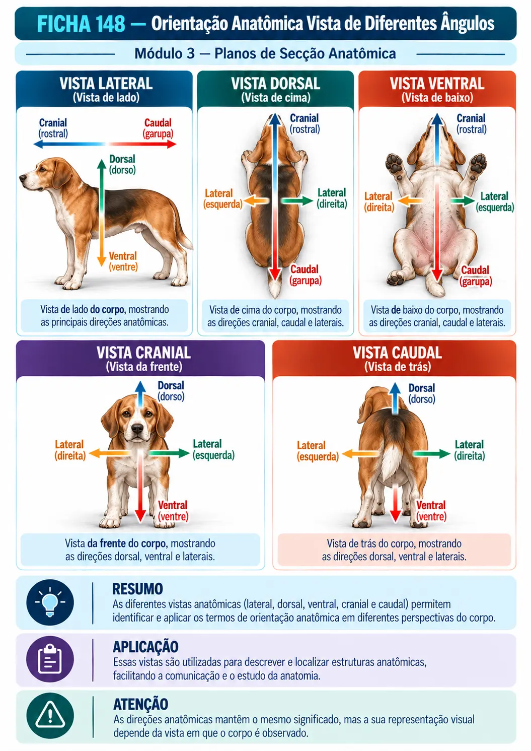 Exemplo de ficha visual de anatomia veterinária