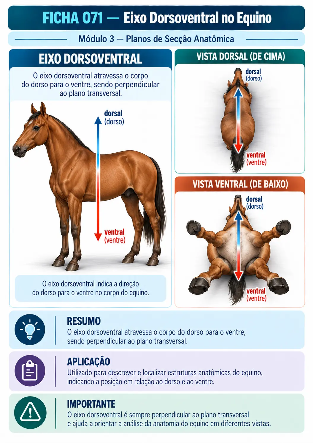 Exemplo de ficha visual de anatomia veterinária