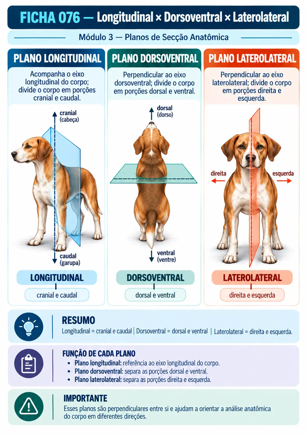 Exemplo de ficha visual de anatomia veterinária