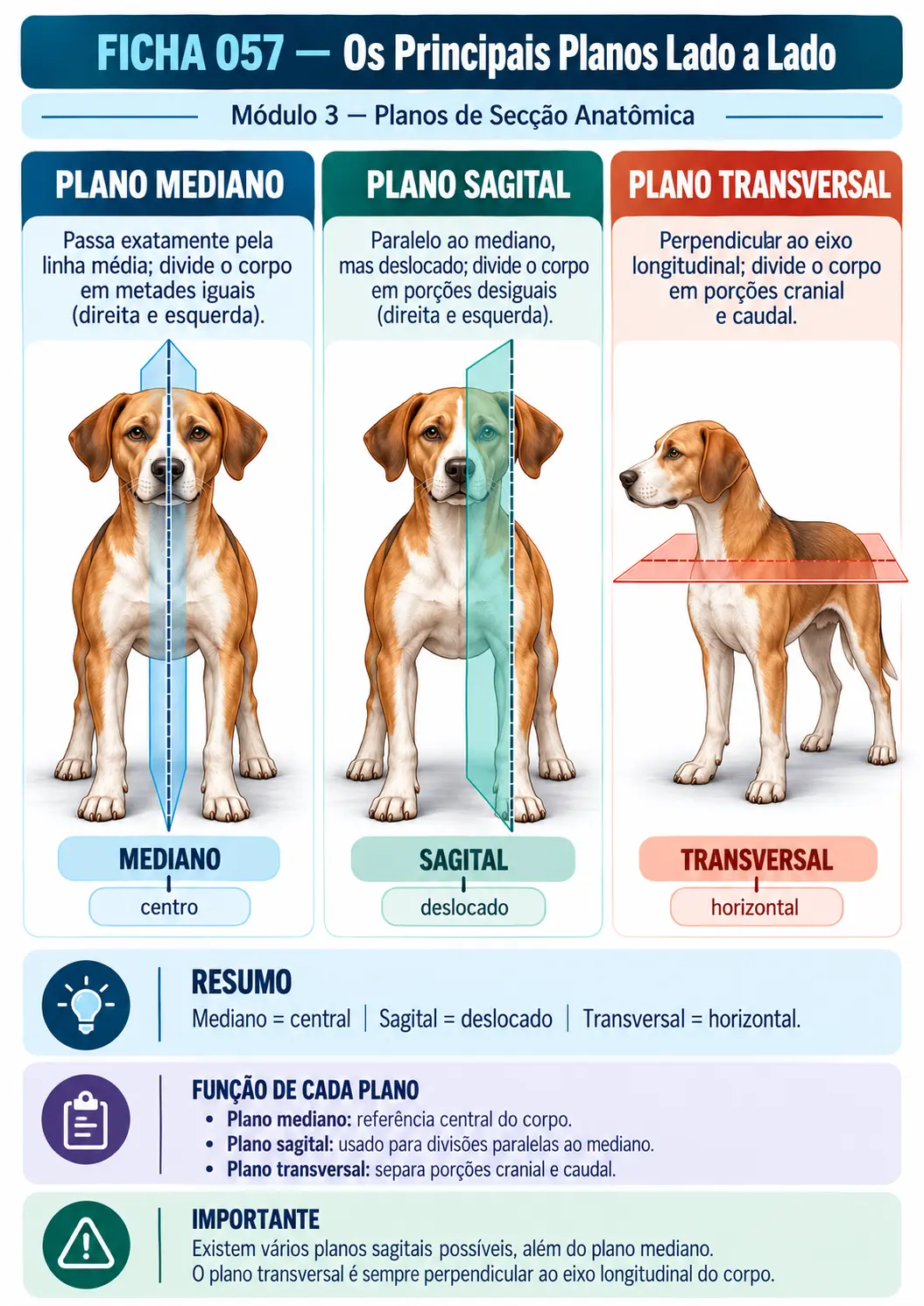 Exemplo de ficha visual de anatomia veterinária