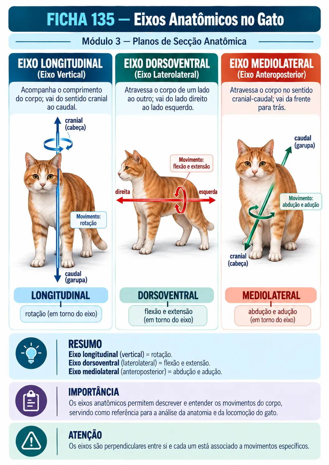 Exemplo de ficha visual de anatomia veterinária