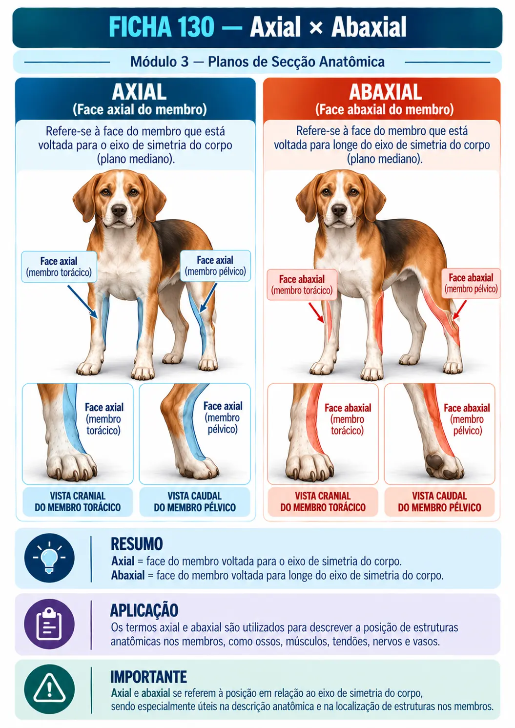 Exemplo de ficha visual de anatomia veterinária