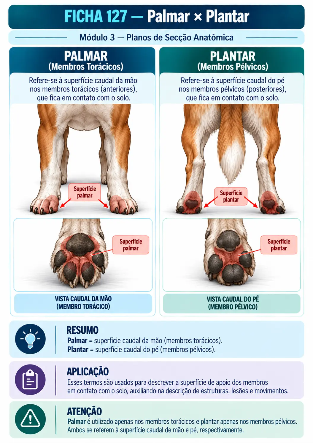 Exemplo de ficha visual de anatomia veterinária