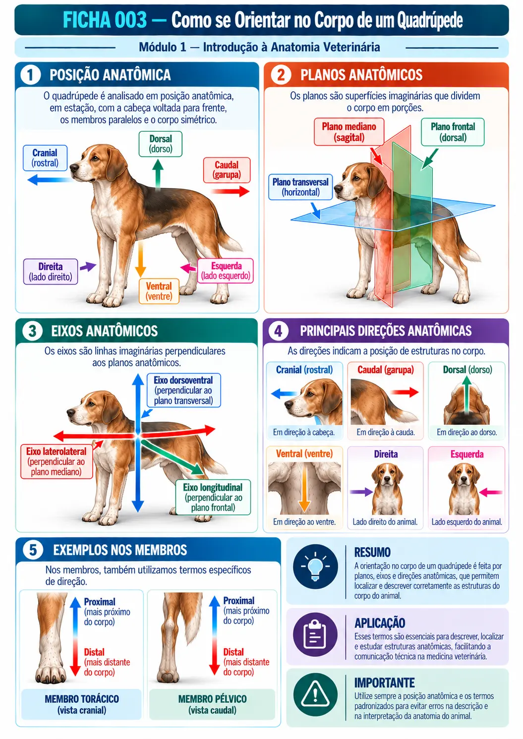 Exemplo de ficha visual de anatomia veterinária