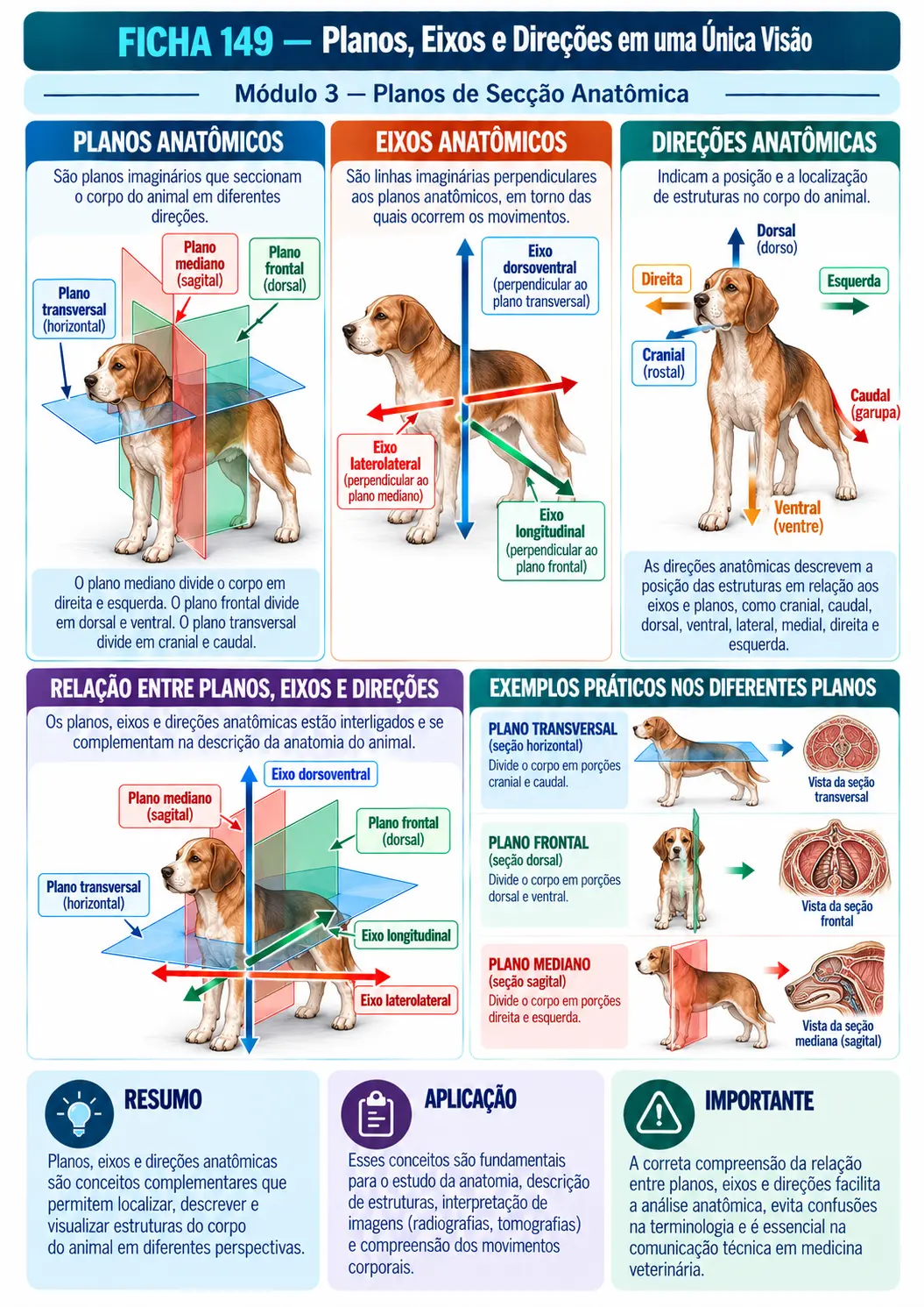 Exemplo de ficha visual de anatomia veterinária